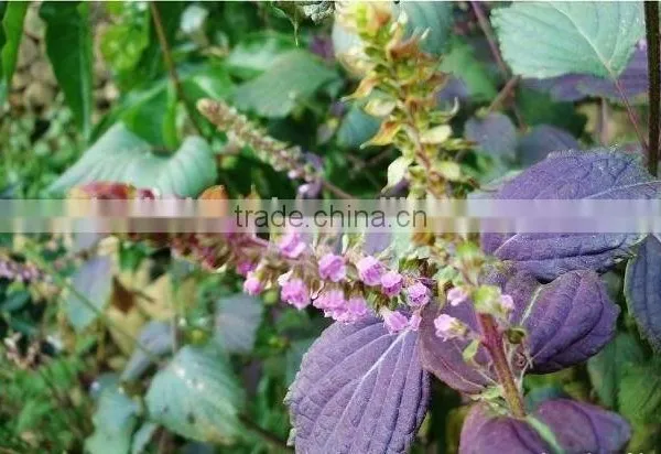 Herbel Clod Pressed Tech Perilla Seed Oil Useful photo-2