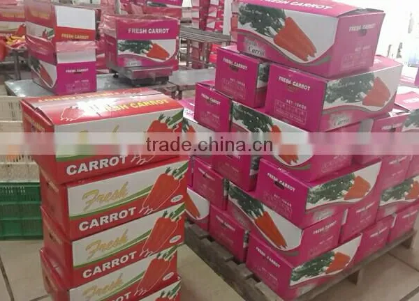Wholesale Chinese Fresh Carrots With High Quality and Good Price photo-5