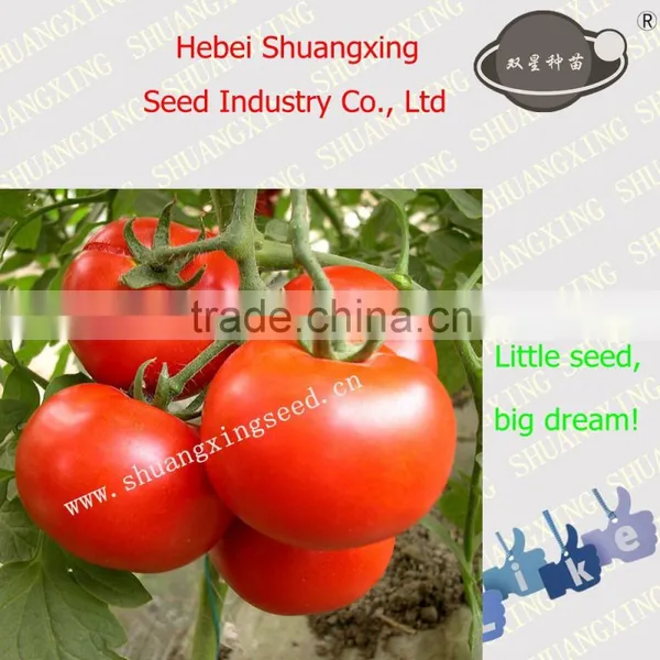 Beauty No.3 Greenhouse Tomato Seeds With Good Price