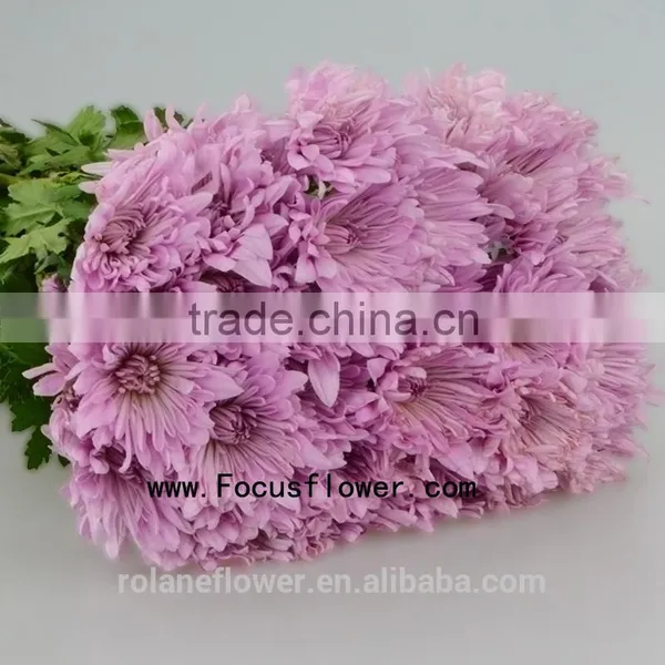 For Christmas Decoration Chrysanthemum Plant With 10 Stems/Bundle Autumn Chrysanthemum Flower With 0.5kg/Bundle Chrysanthemum Pi photo-6