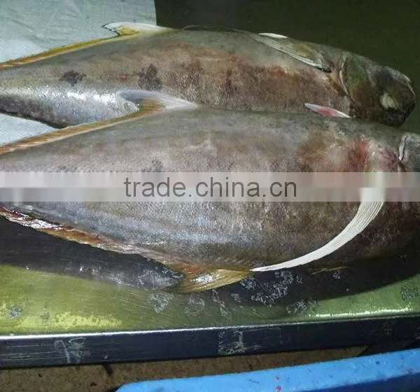 Caranx Sexfasciatus Frozen Bigeye Trevally Fish