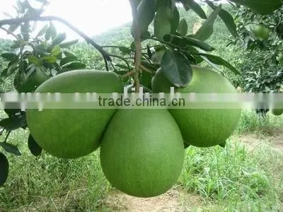 POMELO