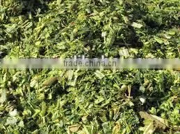 Corn Silage