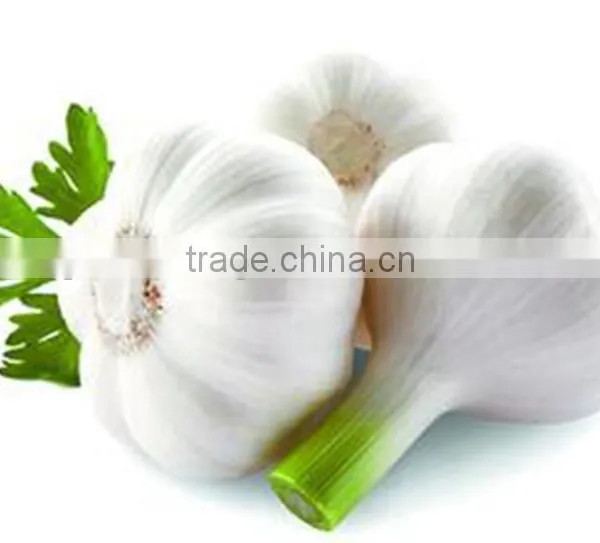 Supply First-top Jinxiang Farm Garlic