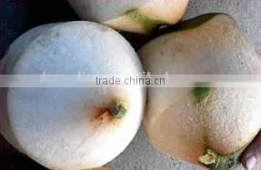 Young Coconut Peeler Machine for Sale /coconut Trimming Machine/coconut Peel Removing Machine photo-5