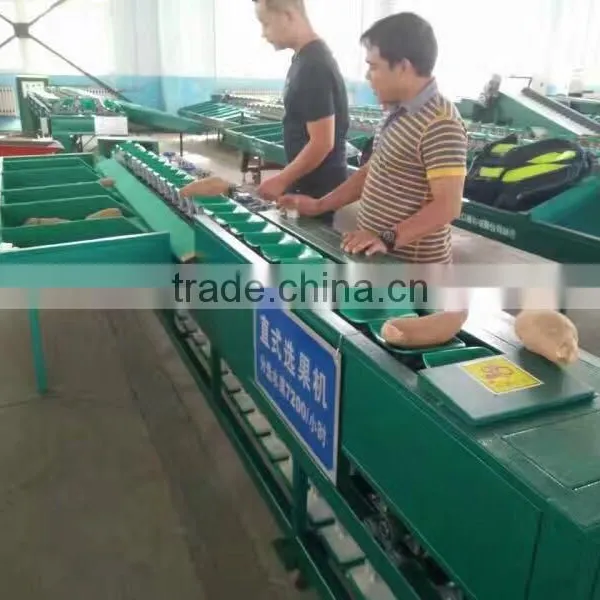 Fruit Weight Sorting Machine/cleaning Waxing Machine photo-3