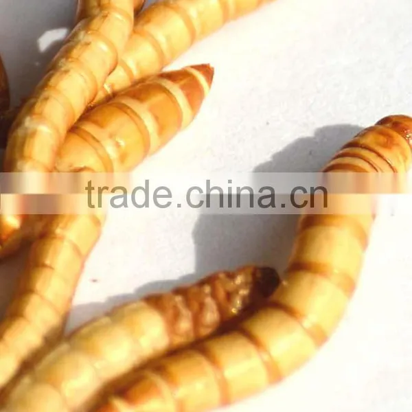 Canned Freeze Drying Mealworms photo-3