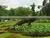 CHY1010808 Hot Sale Outdoor Garden Sculpture Animal Sculpture photo-2