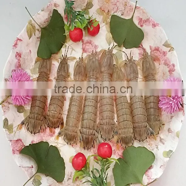 Mantis Shrimp