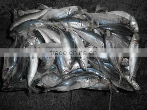 Fresh Fish 18CM China Made Frozen Horse Mackerel photo-2