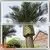 Wholesale Plastic Wood Fiberglass Outdoor Artificial Mini Palm Trees photo-4