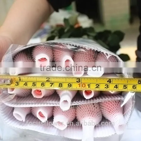 High Quality Spring and Summer Fresh Diana Rose Flowers photo-5