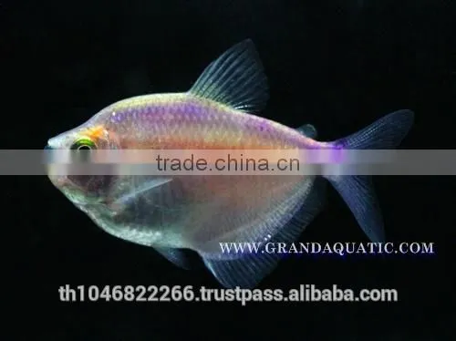 White Skirt Tetras Fish Farm For Sale and Export photo-5