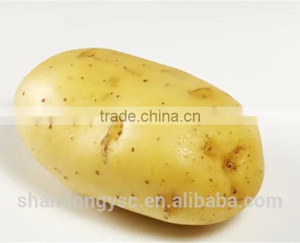 2016 New Crop Fresh Potato photo-2
