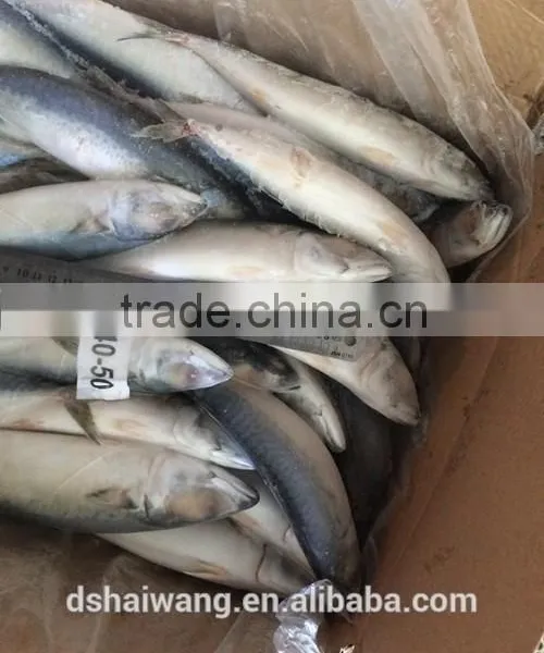 BQF Whole Round Pacific Mackerel Size 40 - 50 Pcs /g photo-2
