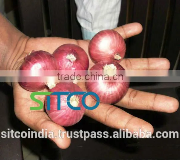 ONION photo-4