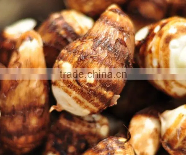 Rice Reaper Taro photo-4