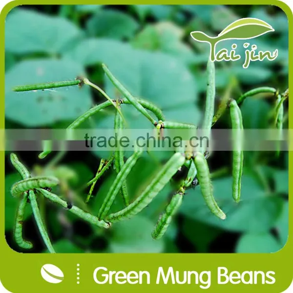 2015 New Crop Food Grade Green Mung Bean From China photo-5