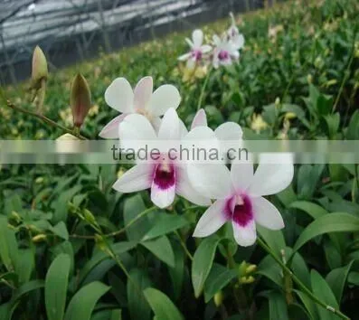 Dendrobium Hybrids Blooming Orchids Plant
