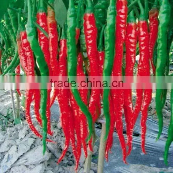 All Kinds Of Green /Red Hot Pepper Seeds Hot Chilli Seeds Vegeatable Seed for Sale