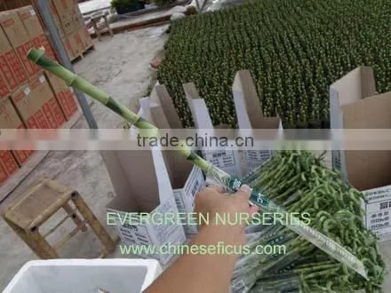 Lucky Bamboo