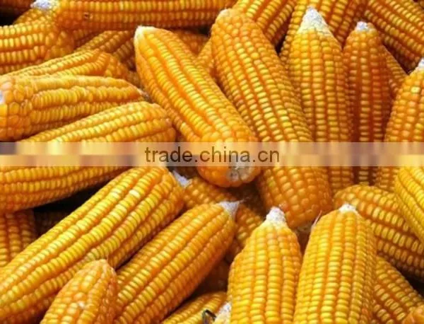 Frozen Corn in Bulk for Feeding Animals photo-2