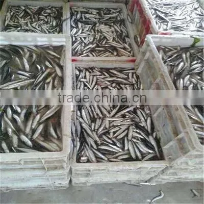 Frozen Whole Round Anchovy for Sale photo-3