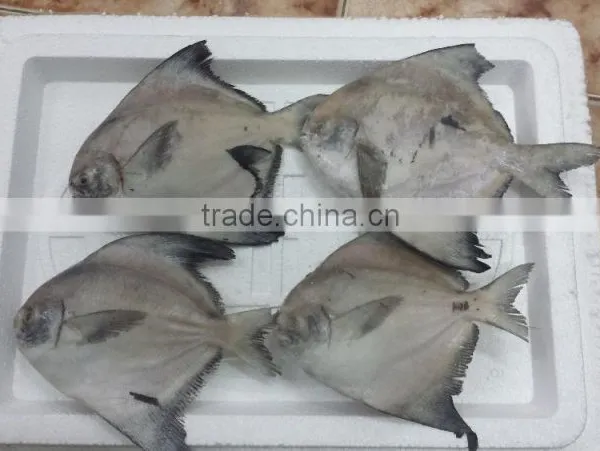 Forzen Silver Pomfret/ Seafish/ Pomfret/ Farm Black Pomfret/ Caught Black Pomfret