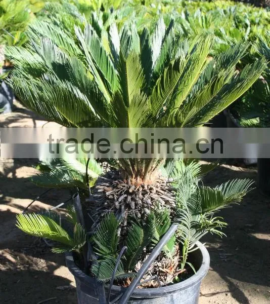 Cycas Revoluta photo-3