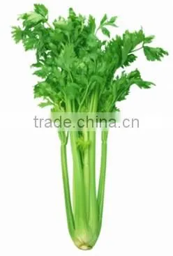 Celery Oil photo-4