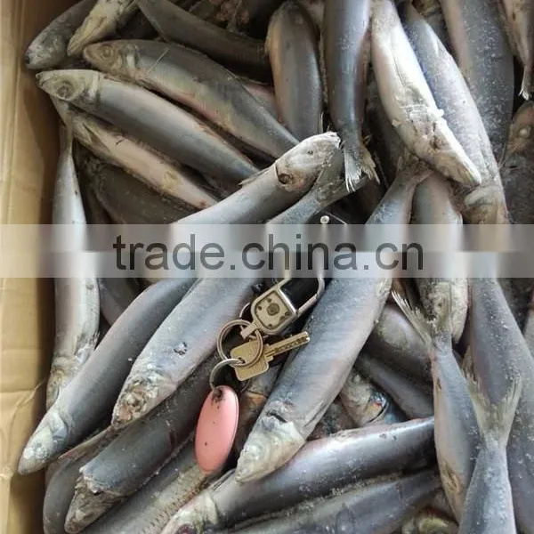 Grade A Sea Frozen Sardine Sardinella Longiceps for Canning photo-3