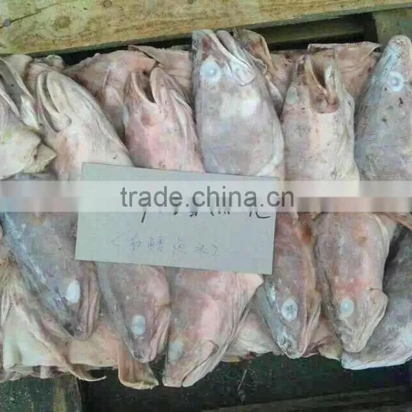 Frozen Fish Head Hake Head for Sale