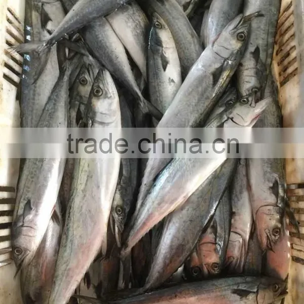 Frozen Fresh King Fish photo-3