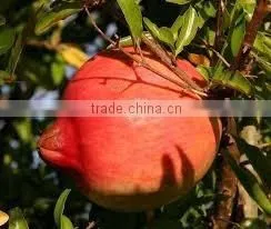 Fresh Fruit of Pomegranate