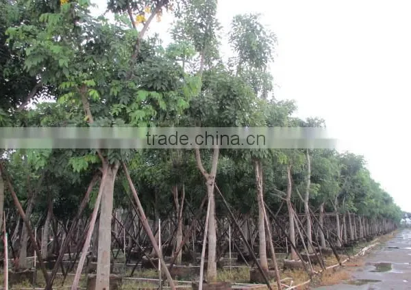 Cassia Fistula photo-4