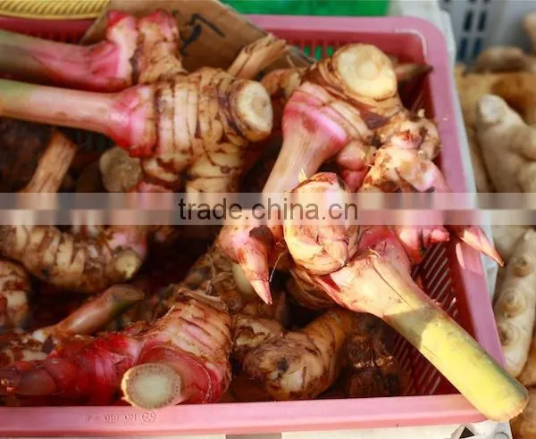 100% NATURAL Galangal Oil (Galangal Alpine)