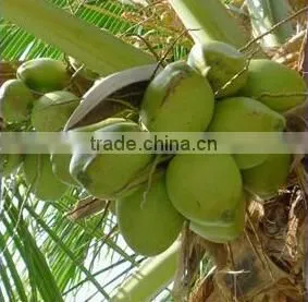 Young Coconut Peeler Machine for Sale /coconut Trimming Machine/coconut Peel Removing Machine photo-3