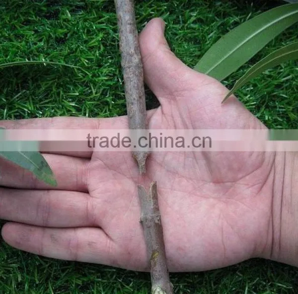 Cuttage Grafting Tool Set photo-5