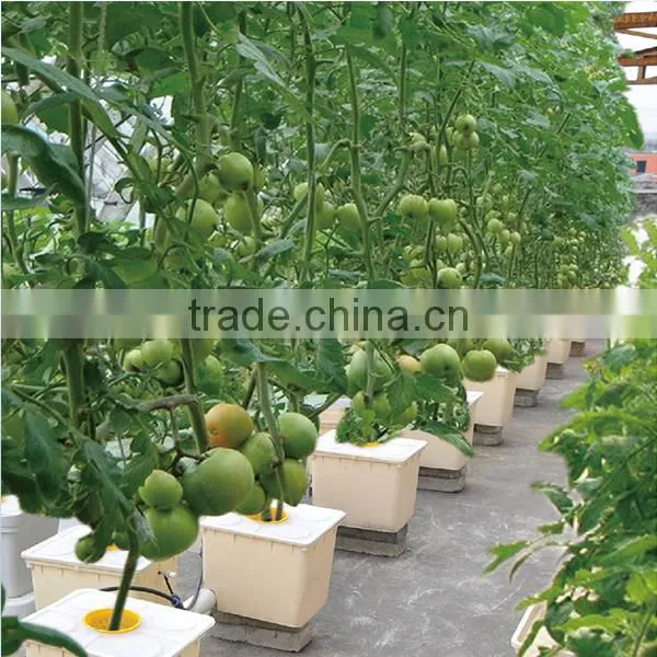 Hydroponics Bucket for Tomato Planting photo-3