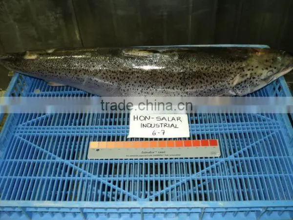 Atlantic Salmon photo-3
