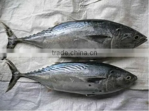 Skipjack Tuna photo-6