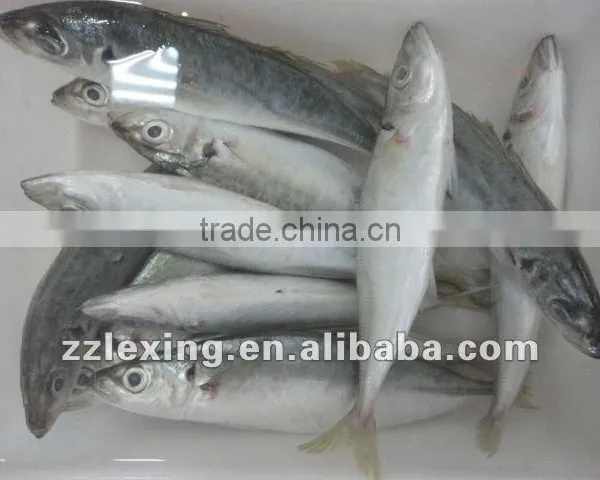 Frozen Horse Mackerel photo-2