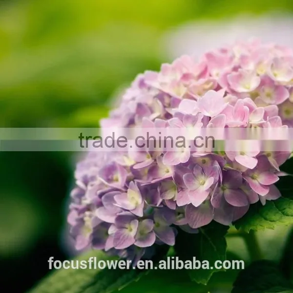 Fresh Artifical Light Pink Hydrangea For Export photo-4