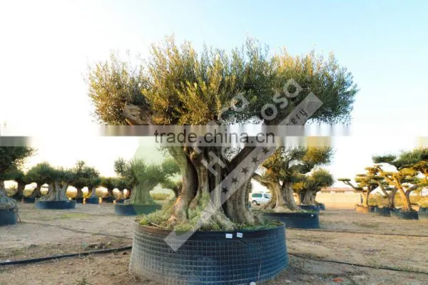 Cieza Collection - Millenary Olive Trees photo-3