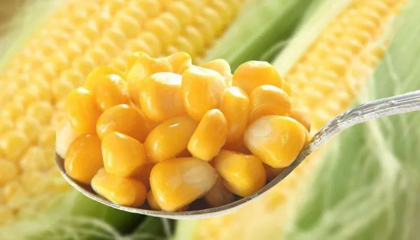 Delicious Sweet Corn Best Price Quality Natural Fresh Sweet Corn Food Prices
