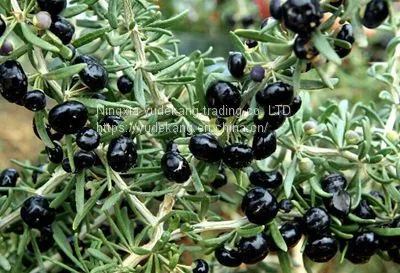 Black Wolfberry