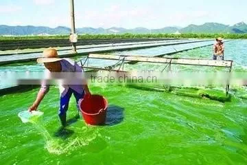 Wholesale Natural Spirulina photo-4