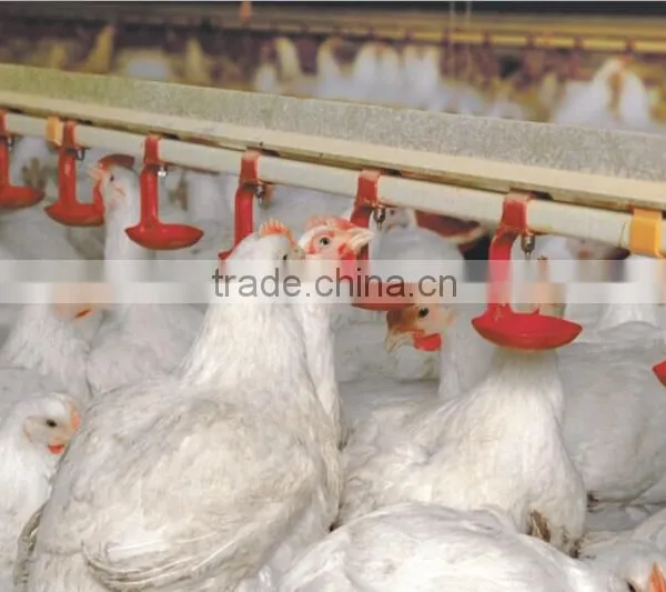 Poultry Farm Ground Raising Chicken Broiler Equipment photo-3