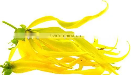 Ylang-Ylang Essential Oil On Best Price From Borg Export India 100% Natural photo-3