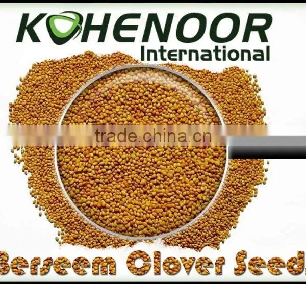 lucerne seeds